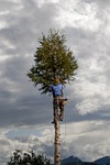 tree, tree climbers, arborist, wood, tree trunk, nature, arborist, arborist, arborist, arborist, arborist